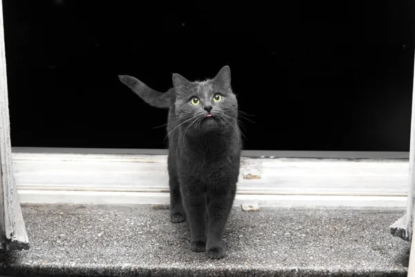 Gato surpreso cinza com na soleira da janela — Fotografia de Stock