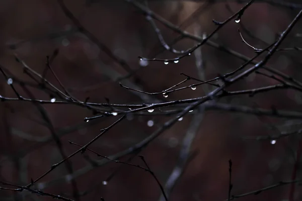 Gotas de água em ramos ao entardecer — Fotografia de Stock