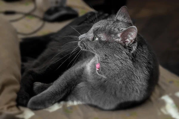 Adult grey cat yawns — Stock Photo, Image