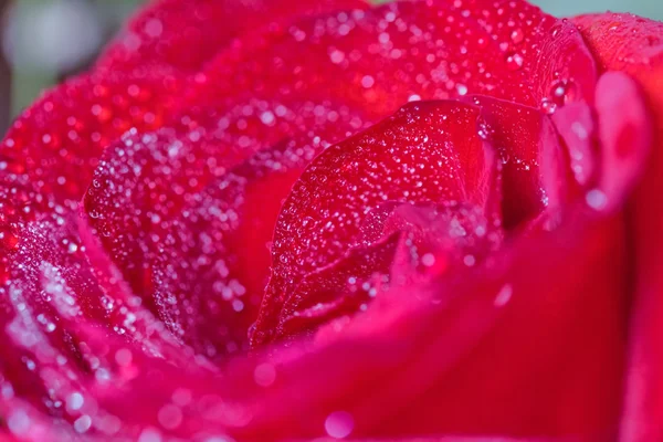 Große rote Rose mit Wassertropfen — Stockfoto