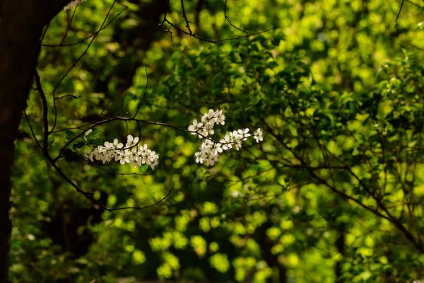 Oborová klasifikace Třešňové květy — Stock fotografie