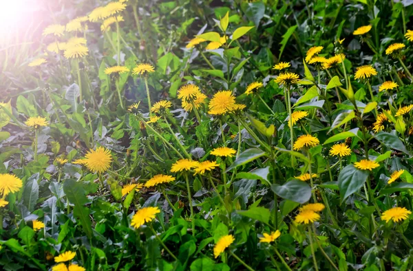 Dandelions çim bahar gününde — Stok fotoğraf