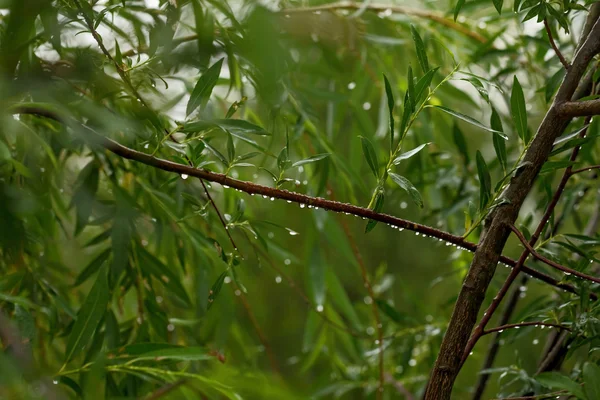 Raindrops on branch — Stock Photo, Image