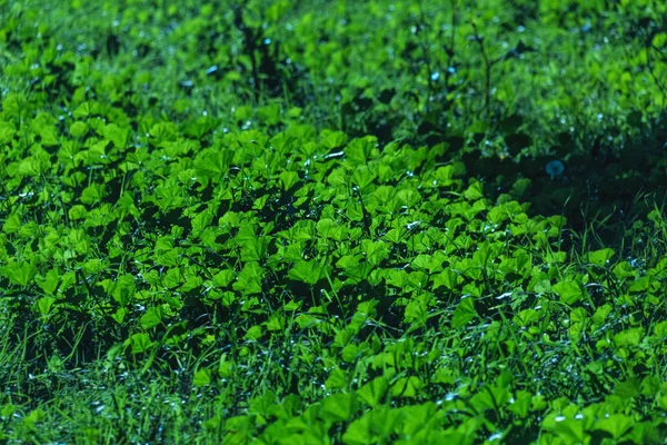 Green plant in sun — Stock Photo, Image