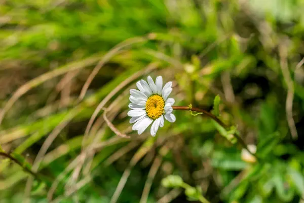 Camomille en la hierba —  Fotos de Stock