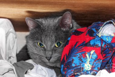 Gri kedi rafa sakladım