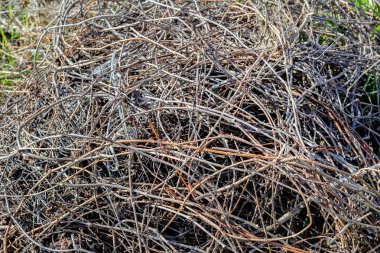 Kuru dallar söğüt 