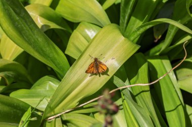 Yaprak üzerinde sarı güve