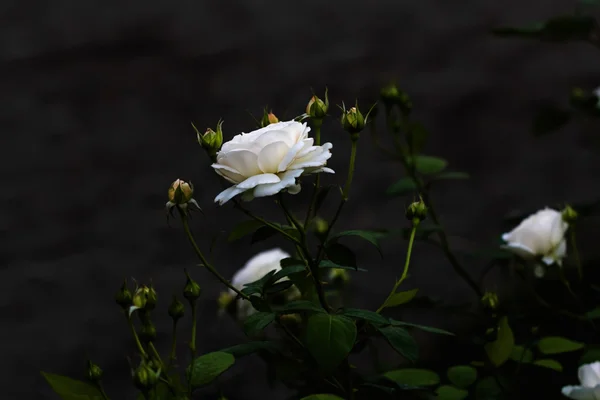 娇嫩的白色花朵的玫瑰 — 图库照片