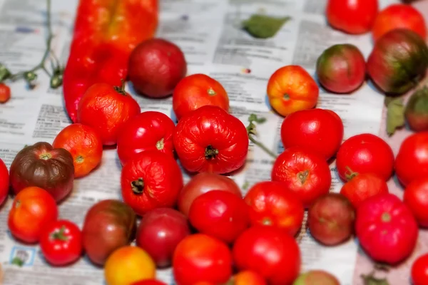 Tomatoes ripen on newspaper — Stock Photo, Image