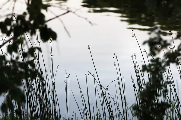 Grass above water in twilight — Stock Photo, Image