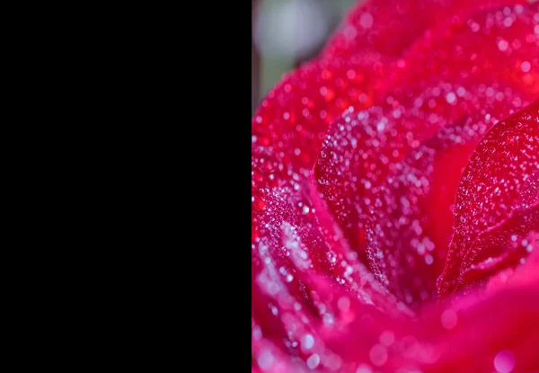 Rechthoek en rose — Stockfoto