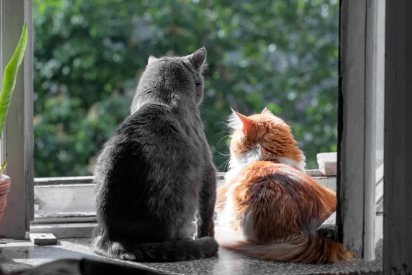 Gatos cinzentos e vermelhos na janela — Fotografia de Stock