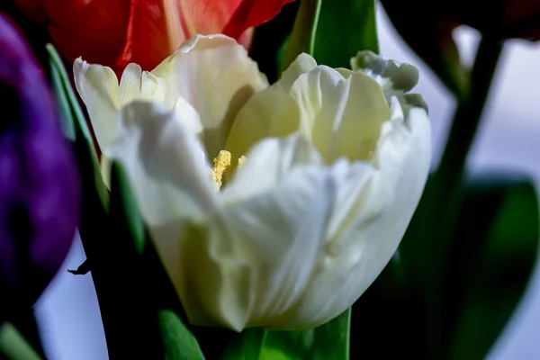 Tulipa branca divulgada — Fotografia de Stock