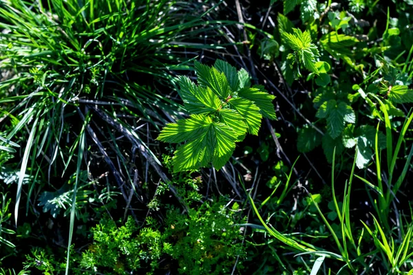 Młode liście malin — Zdjęcie stockowe