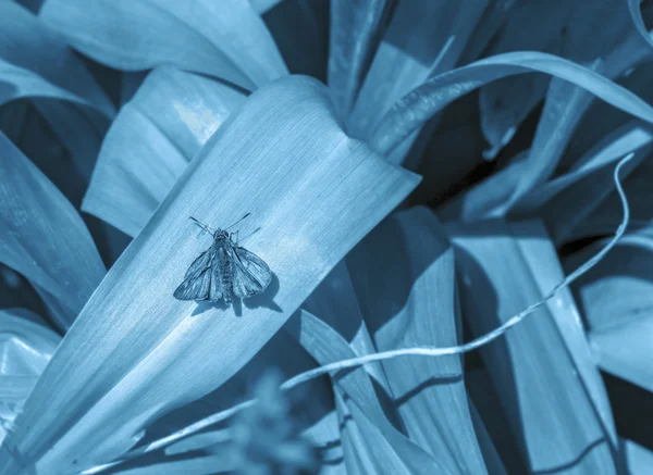 Oldukça ihale güve — Stok fotoğraf