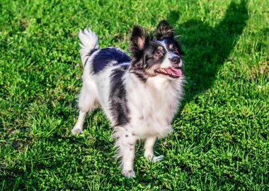 eğlenceli siyah beyaz köpek çimlerin üzerine 