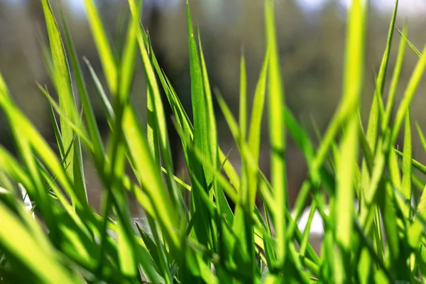 Young green grass in sunlight — Stock Photo, Image