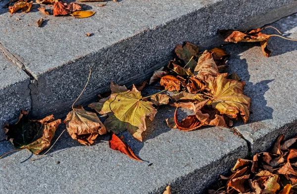 Сухие осенние листья на гранитных ступенях — стоковое фото