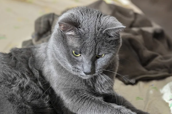 Gatto adulto grigio focalizzato — Foto Stock
