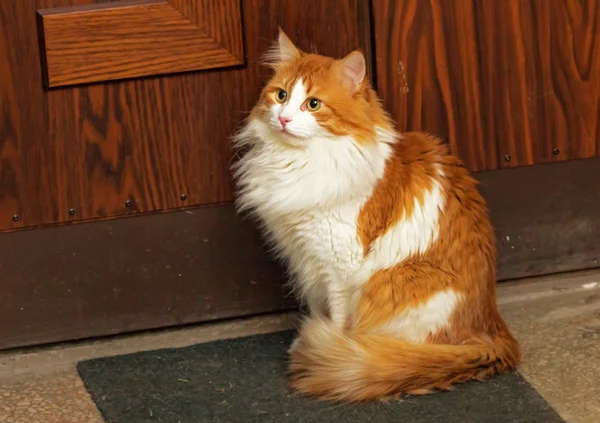 Gato rojo en alfombra cerca de la puerta —  Fotos de Stock