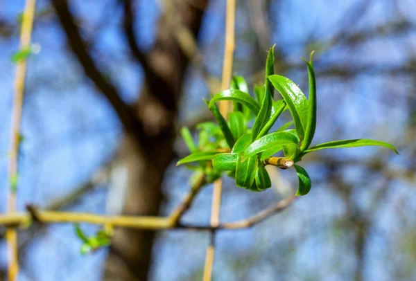 Новые зеленые листья на ивовых ветвях — стоковое фото