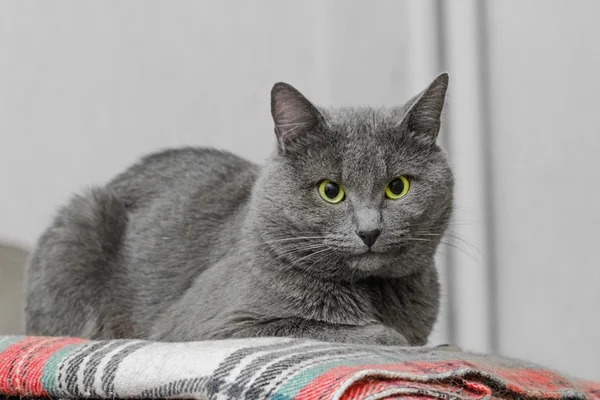 Gatto grigio sulla coperta a quadri — Foto Stock