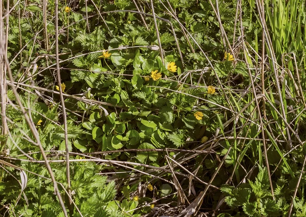 Pilewort — Zdjęcie stockowe