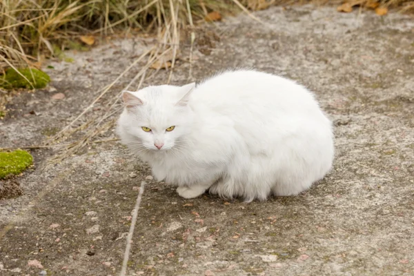 흔적에 백색 집 없는 고양이 — 스톡 사진