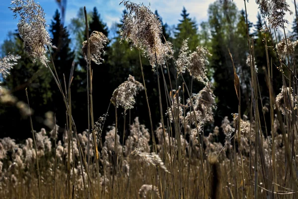 Trockenes Gras im Wald — Stockfoto