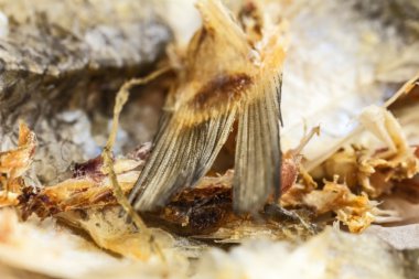 Kuyruk saf balık kurutulur