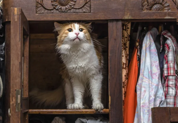Kedi dolap 