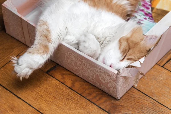 Gato durmiendo en caja — Foto de Stock