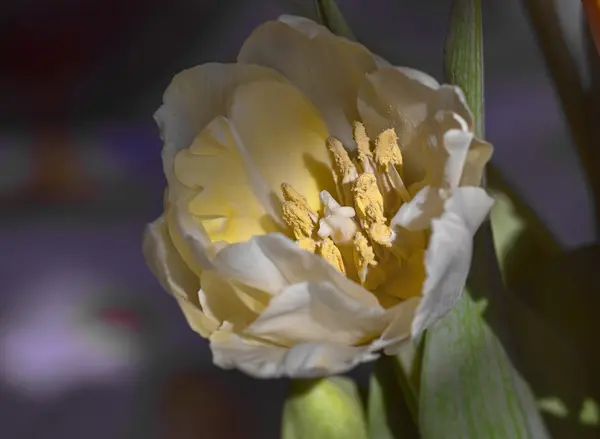 Kwitnący tulipan wiosna Big — Zdjęcie stockowe