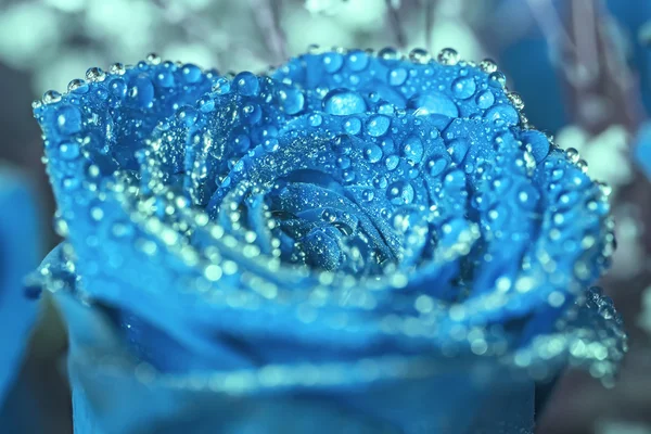 Blaue Rose mit Wassertropfen — Stockfoto