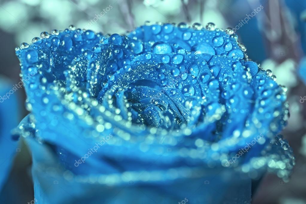 Blue Rose With Water Drops Stock Photo Image By C Dashabelozerova