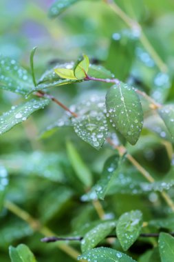 Yeşil Yaz yapraklarda su damlaları