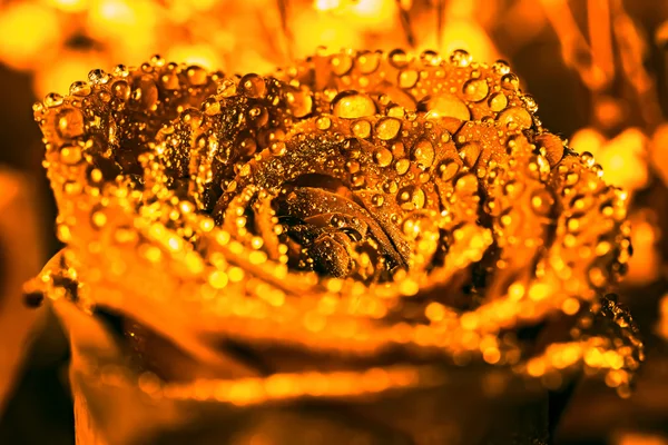 Grote rose goud in druppels op bloemblaadjes — Stockfoto