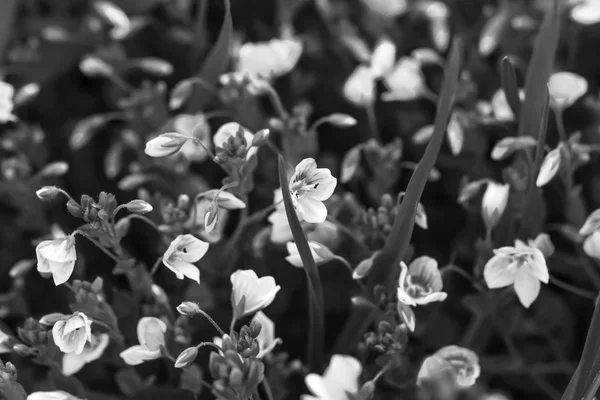 Flores pequeñas — Foto de Stock