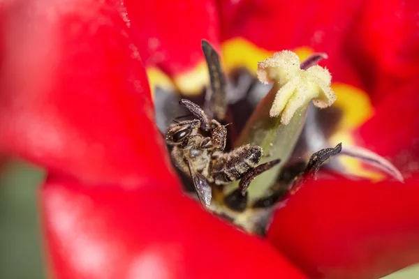 Biene in Tulpe — Stockfoto