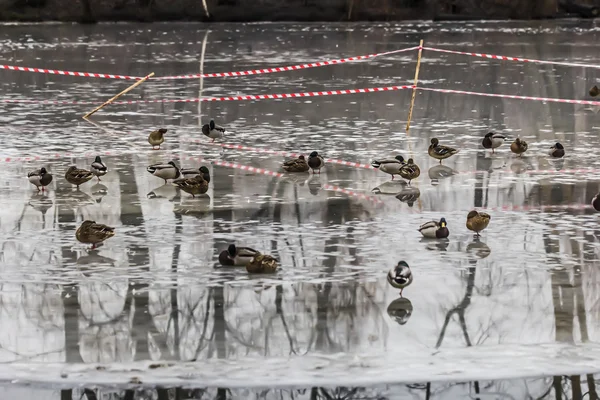 Patos sobre hielo — Foto de Stock