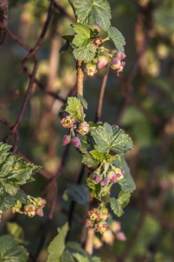 Siyah frenk üzümü yeşil