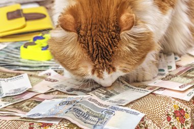 Paranın kokusunu değil?