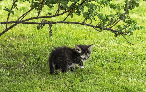 Kitten op groen gazon — Stockfoto