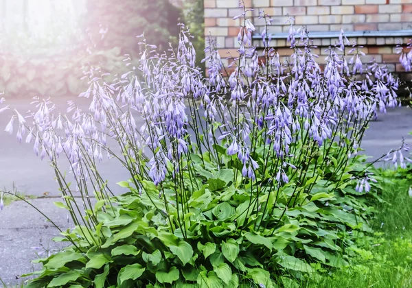 Flores frescas agradáveis de hosta — Fotografia de Stock