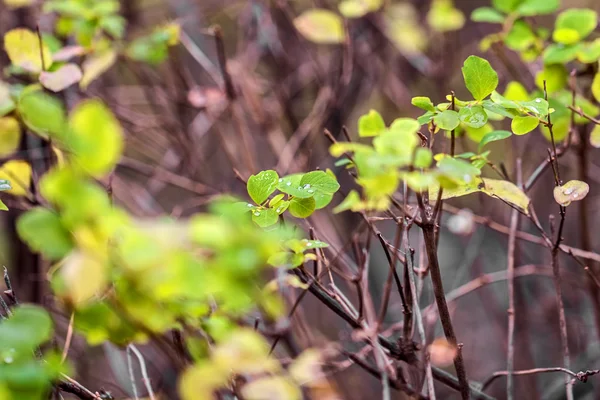Zelené listy na hnědé větve — Stock fotografie