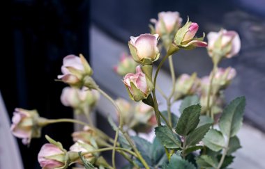 Yapay küçük kumaş gül