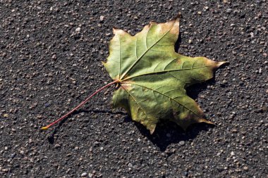 Kaldırımda sonbahar akçaağaç yaprağı