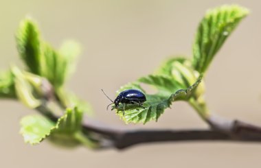 Yeşil yaprak üzerinde siyah hata 