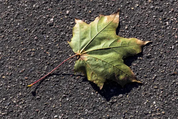 Осенний кленовый лист на тротуаре — стоковое фото